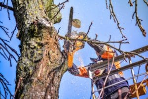 How to Cut Down a Palm Tree