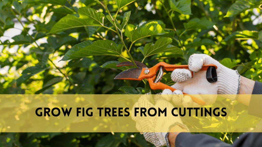 grow fig trees from cutting