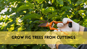 grow fig trees from cutting