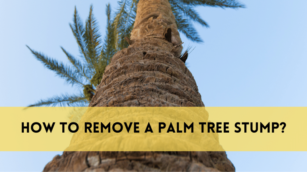 remove a palm tree stump