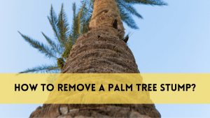 remove a palm tree stump