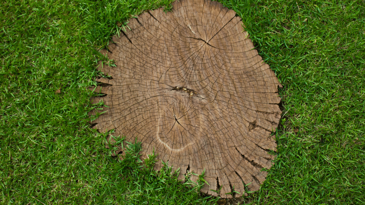 remove a palm tree stump