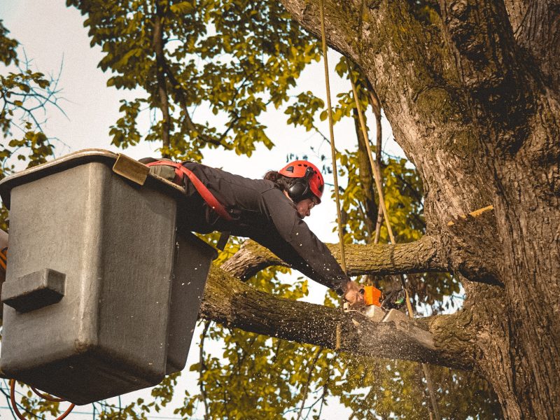 Tree Services - 1