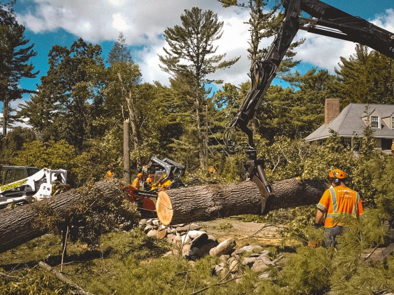 Tree-Removal-Melbourne (1)