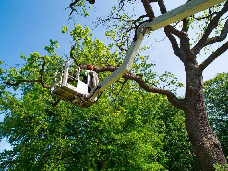 Tree-Trimming