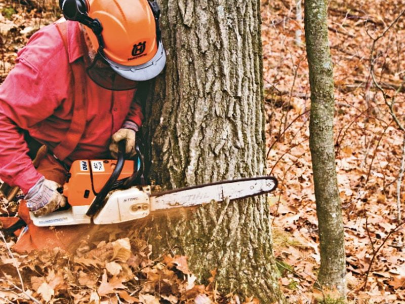 Tree pruning