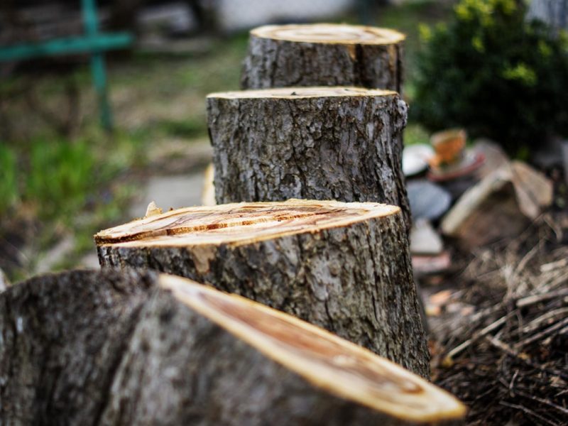 stump grinding